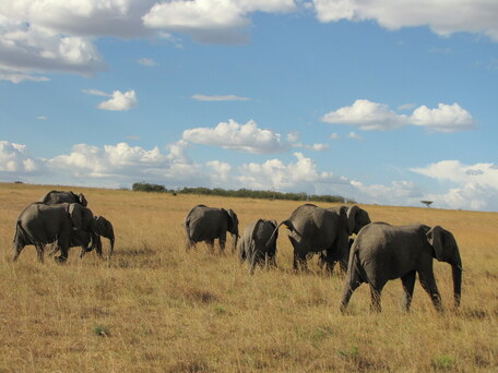 Fotografija: Skupina slonov, ki se pase na puščavskem travniku. 