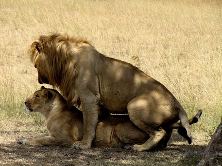 Fotografija: Lev in levinja med parjenjem.